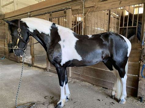 Horses for sale in ohio - Chagrin Falls, Ohio 44023 USA. 2018 Black Friesian Cross Gelding $26,500. Dressage, Driving or Trail, elegant Friesian Cross gelding …. Horse ID: 2261446 • Photo Added/Renewed: 25-Oct-2023 2PM. SOLD HERE. 2024 Friesian Sporthorse Foals. Graysville, Ohio 45734 USA. 2024 Unknown Friesian Unborn Foal $7,000.